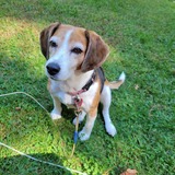 Entry image for Reba