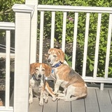 Entry image for Jimmy John and Otis