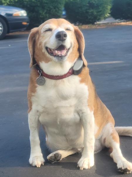 Entry image for Tootsie. Clicking this image will show a larger photo