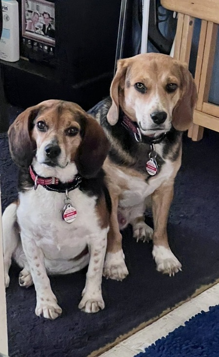 Entry image for Starsky & Sparky. Clicking this image will show a larger photo