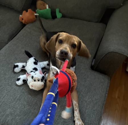 Entry image for Daisy. Clicking this image will show a larger photo