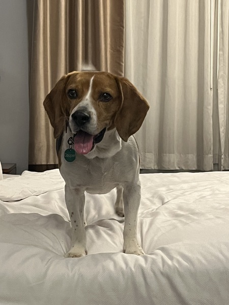 Entry image for Cooper. Clicking this image will show a larger photo