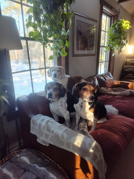 Entry image for Benito, Enzo, and Giovanni . Clicking this image will show a larger photo