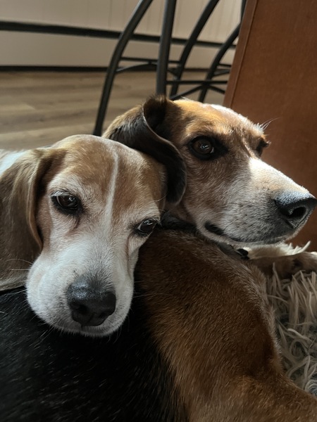 Entry image for Sunny and Duncan. Clicking this image will show a larger photo