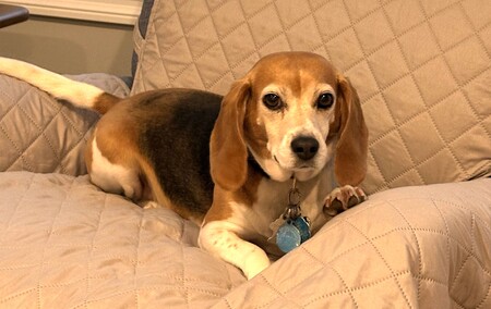 Entry image for Lucy. Clicking this image will show a larger photo
