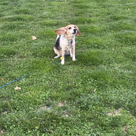 Entry image for Lucy. Clicking this image will show a larger photo