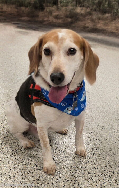 Entry image for Cody. Clicking this image will show a larger photo