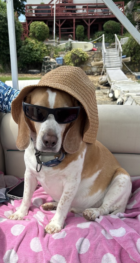 Entry image for Marley. Clicking this image will show a larger photo