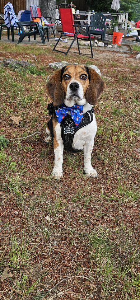 Entry image for Charlie . Clicking this image will show a larger photo