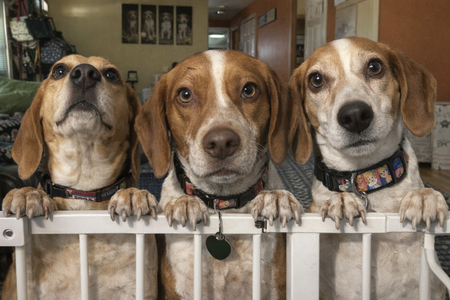 Entry image for Brody, Bruschi and Bella. Clicking this image will show a larger photo