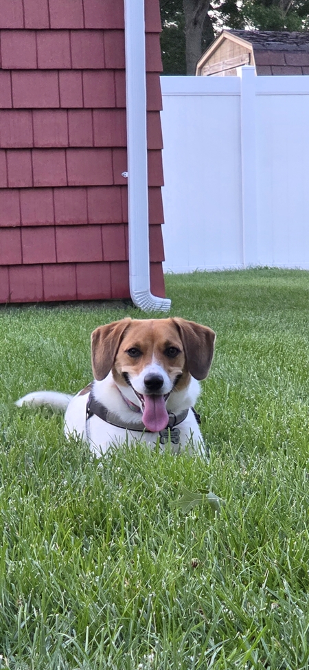 Entry image for Olive. Clicking this image will show a larger photo