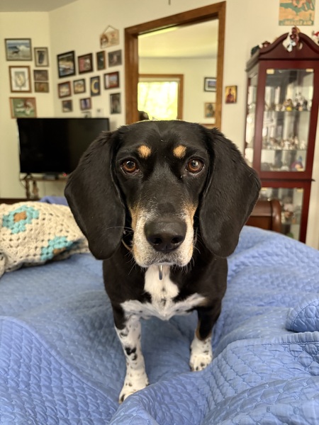 Entry image for Buddy. Clicking this image will show a larger photo