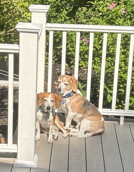 Entry image for Jimmy John and Otis. Clicking this image will show a larger photo