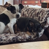 Entry image for Benny & Taco