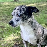 Entry image for Ruth