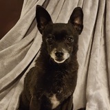 Entry image for Pebbles 