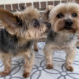 Entry image for Benjamin (on the left) and Nicholas (on the right)