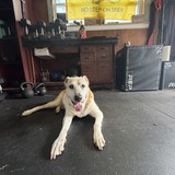 Entry image for Buster