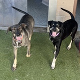 Entry image for Bailey and Ginger (Sisters)
