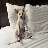 Entry image for Lulu