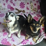 Entry image for Hershey & Shelby 