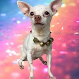 Entry image for Freckles