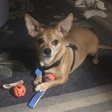Entry image for Harvey the Wonder Dog