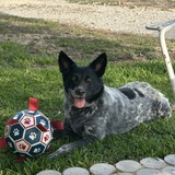 Entry image for Tucker