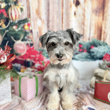 Entry image for Pepper