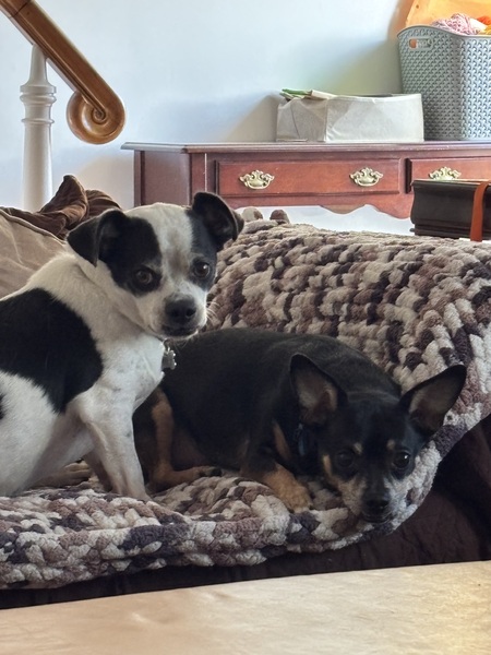 Entry image for Benny & Taco. Clicking this image will show a larger photo