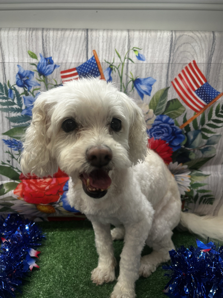 Entry image for Winnie . Clicking this image will show a larger photo