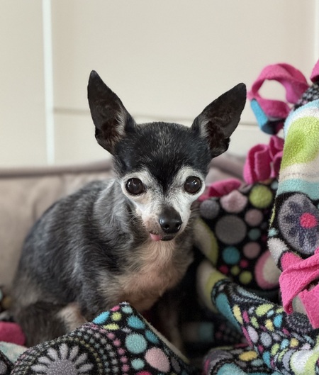 Entry image for Rico. Clicking this image will show a larger photo