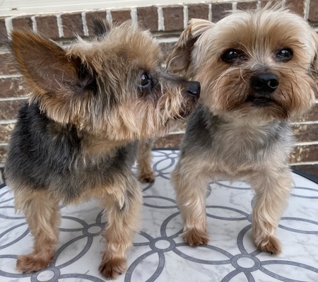 Entry image for Benjamin (on the left) and Nicholas (on the right). Clicking this image will show a larger photo