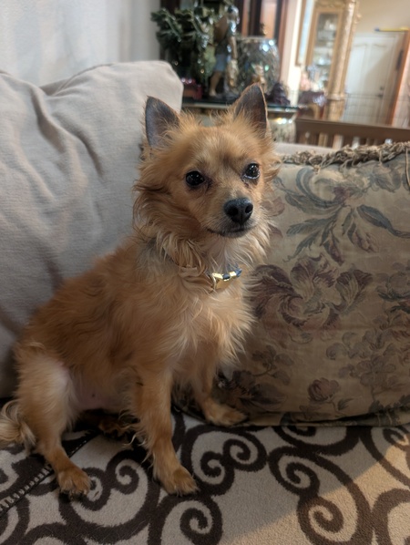 Entry image for Toto. Clicking this image will show a larger photo