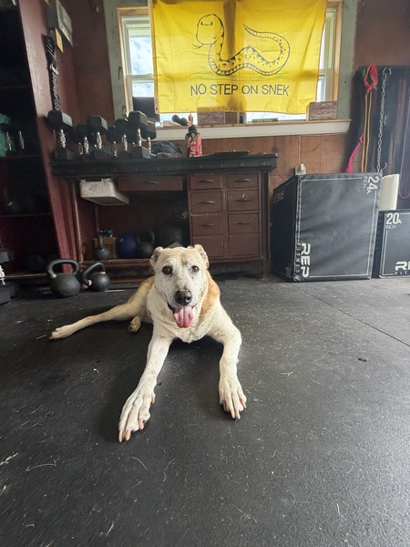 Entry image for Buster. Clicking this image will show a larger photo