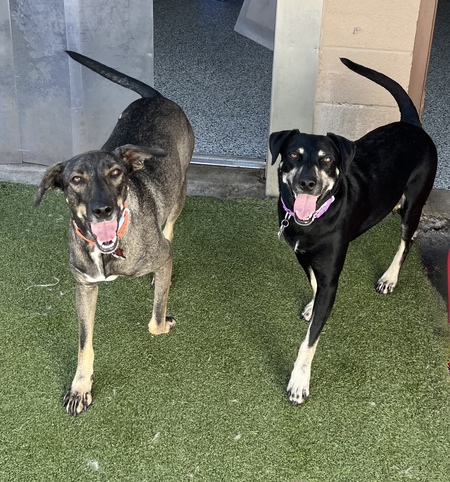 Entry image for Bailey and Ginger (Sisters). Clicking this image will show a larger photo