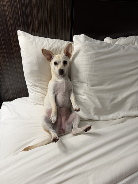 Entry image for Lulu. Clicking this image will show a larger photo