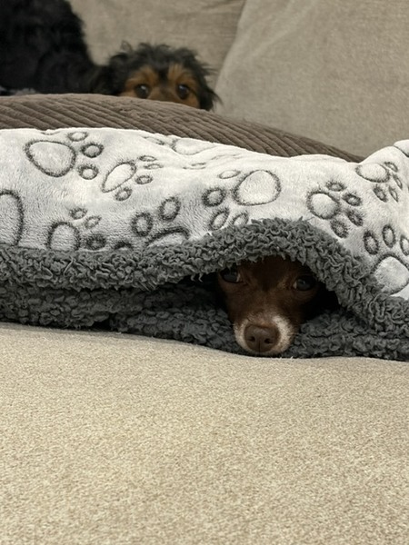 Entry image for Delilah & Izzy. Clicking this image will show a larger photo