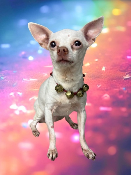 Entry image for Freckles. Clicking this image will show a larger photo