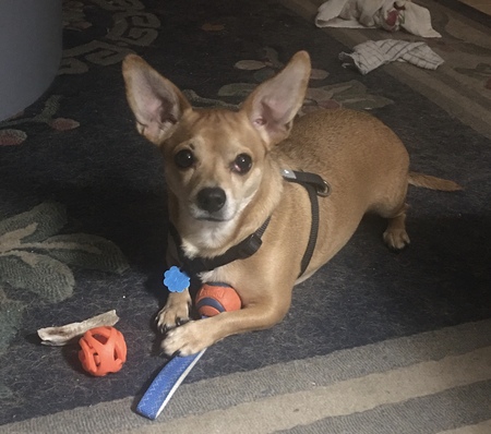 Entry image for Harvey the Wonder Dog. Clicking this image will show a larger photo