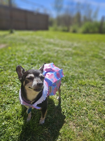 Entry image for Posey. Clicking this image will show a larger photo