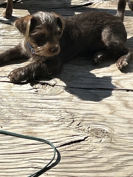 Entry image for Bandit. Clicking this image will show a larger photo