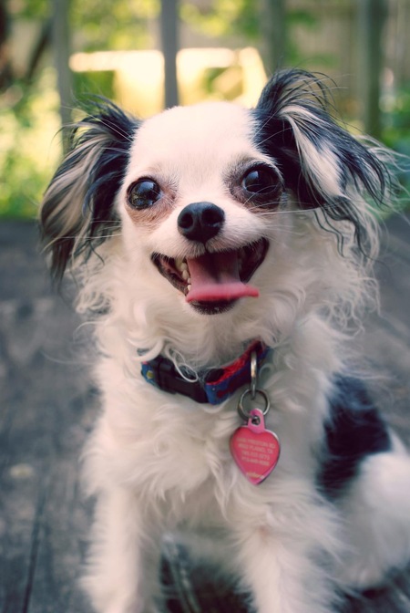 Entry image for Mushi. Clicking this image will show a larger photo