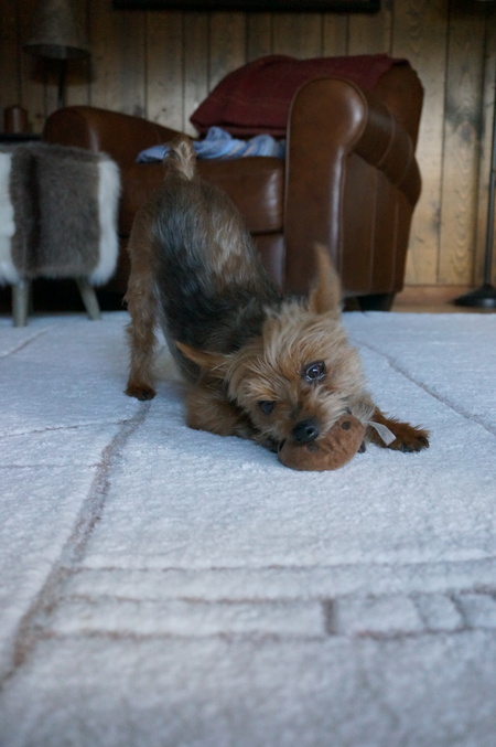 Entry image for Churro. Clicking this image will show a larger photo