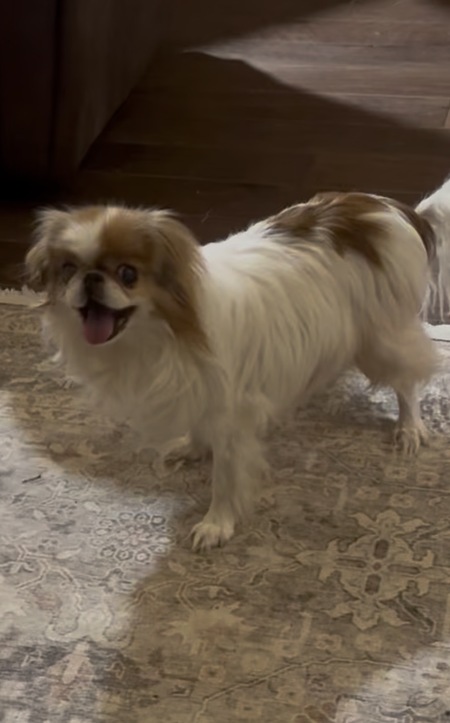 Entry image for Lulu. Clicking this image will show a larger photo