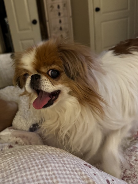 Entry image for Lulu. Clicking this image will show a larger photo