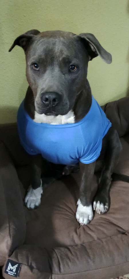 Entry image for Jaxson . Clicking this image will show a larger photo