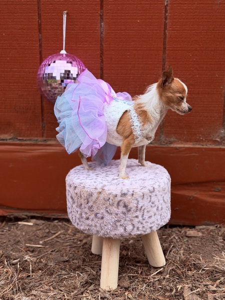 Entry image for Bean AKA Beanie Weenie . Clicking this image will show a larger photo