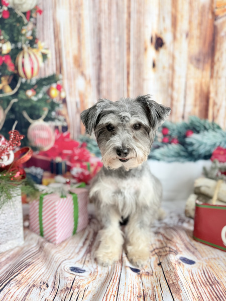 Entry image for Pepper. Clicking this image will show a larger photo