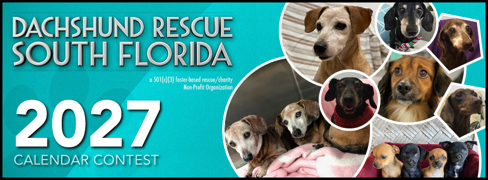 Banner for 2027 Dachshund Rescue South Florida Calendar Contest